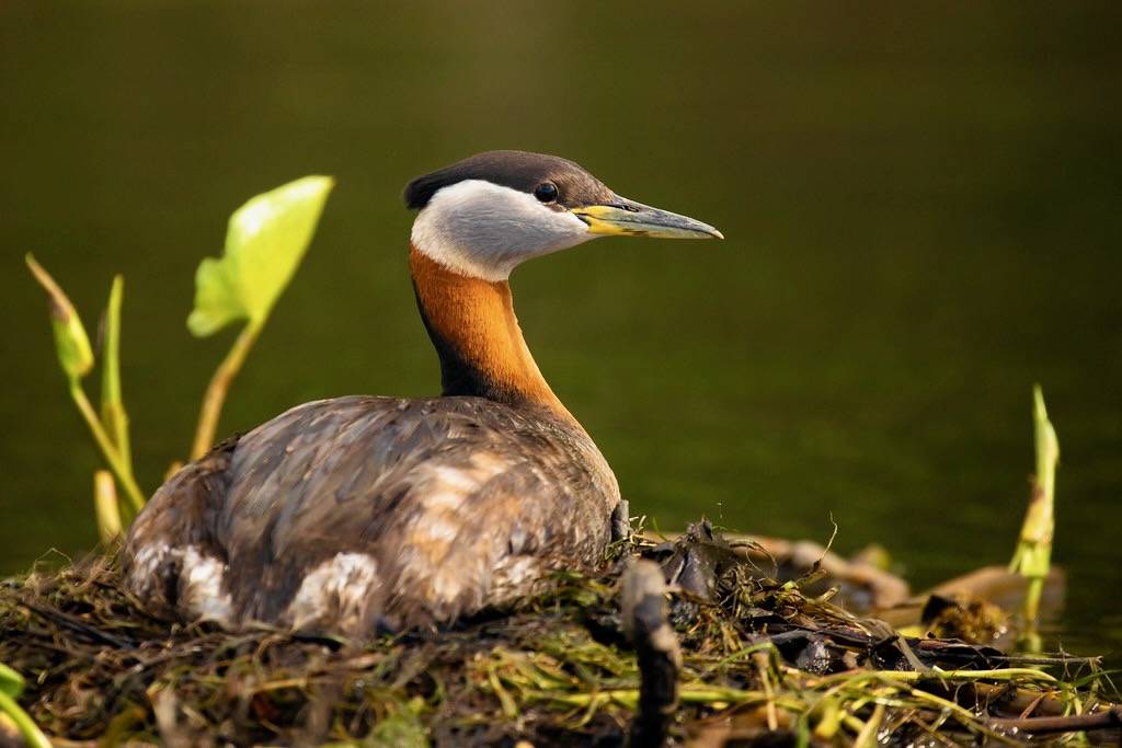 Red-necked grebe by USFWSAlaska is marked with Public Domain Mark 1.0.